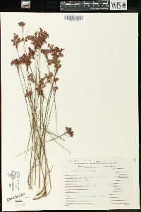 Image of Luzula purpurea