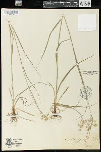 Luzula angustifolia image