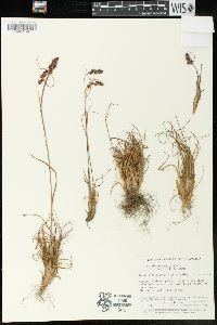 Luzula racemosa image