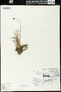 Luzula racemosa image