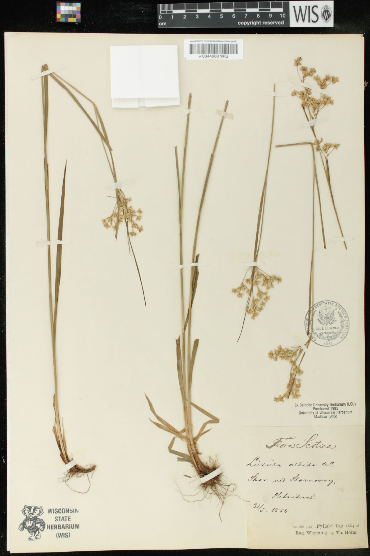 Luzula luzuloides image