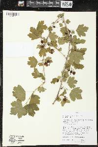 Ribes missouriense image