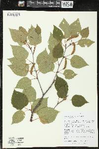 Betula papyrifera image