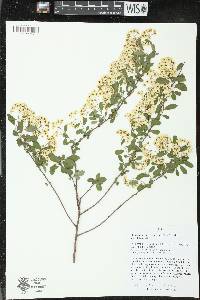 Spiraea × vanhouttei image