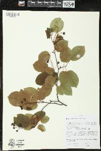 Amelanchier laevis image