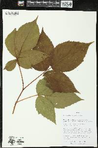 Rubus pensilvanicus image