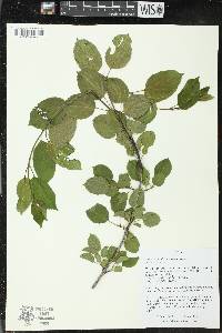 Rhamnus cathartica image