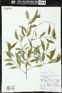 Salix amygdaloides image