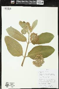 Asclepias syriaca image