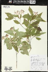 Cornus racemosa image