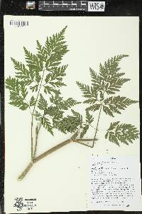 Torilis japonica image