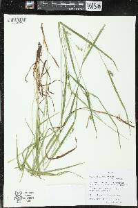 Carex grisea image