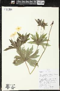 Anemone canadensis image