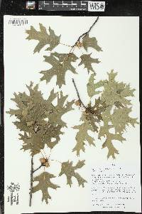 Quercus ellipsoidalis image