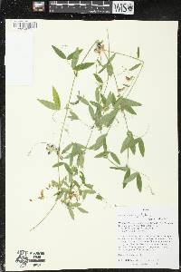 Lathyrus palustris image