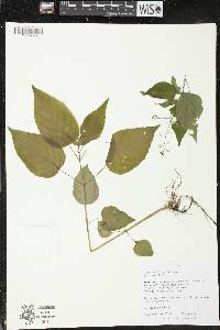 Circaea canadensis image