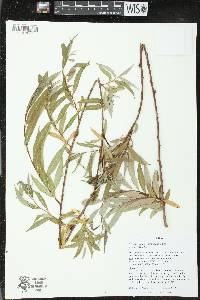 Salix x sepulcralis image