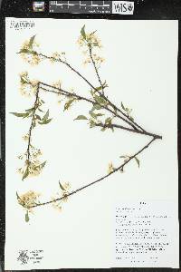 Prunus pensylvanica image