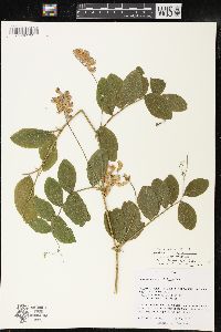 Lathyrus venosus image