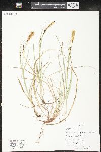 Carex meadii image