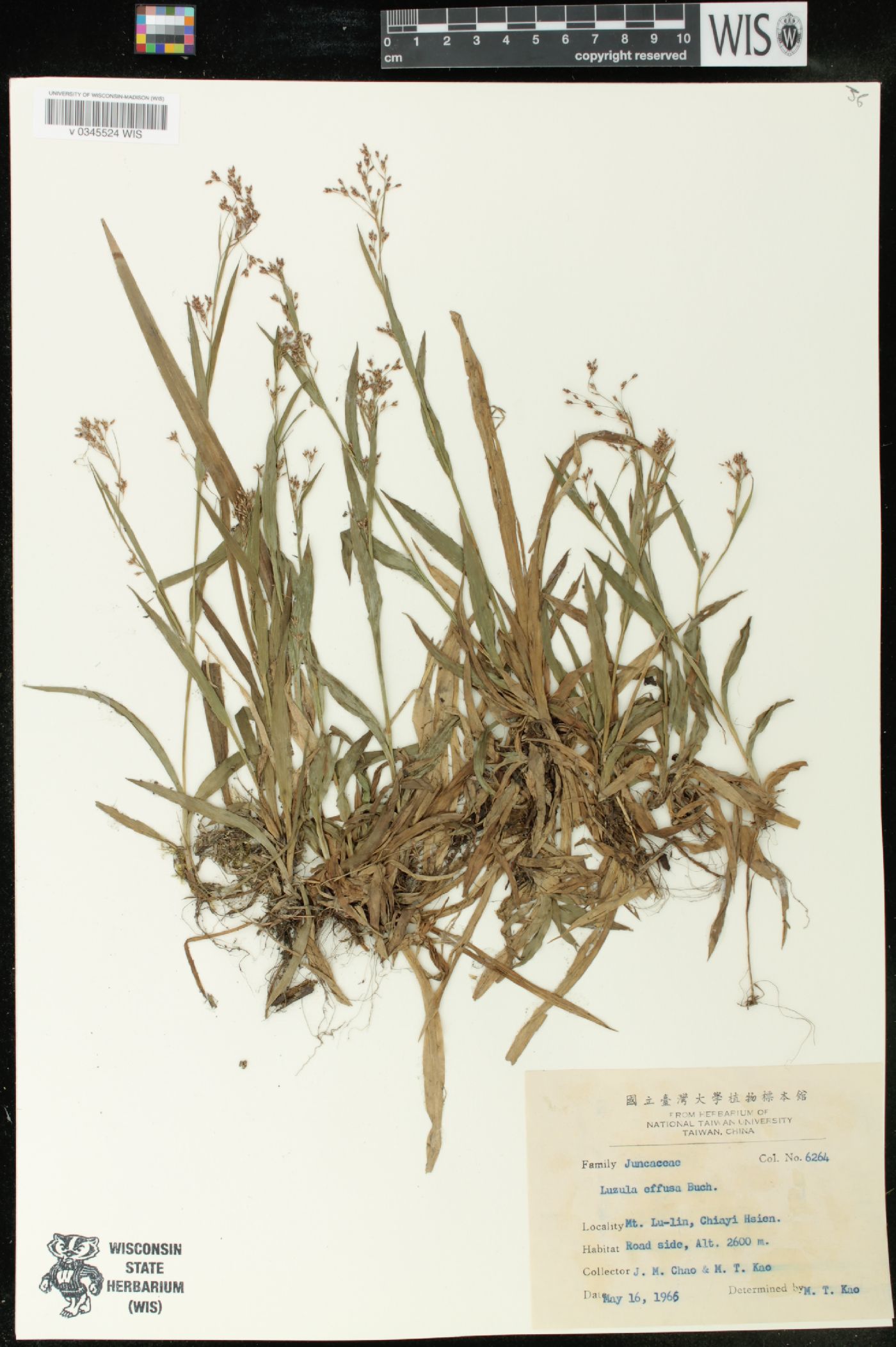 Luzula effusa image