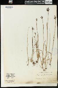 Luzula multiflora subsp. frigida image