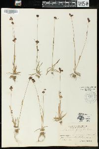 Luzula multiflora image