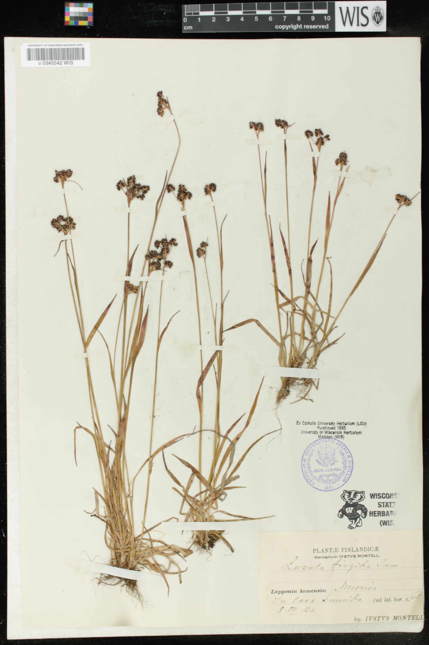 Luzula multiflora subsp. frigida image