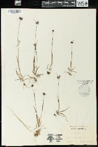 Luzula multiflora image