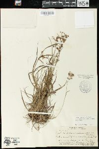 Luzula campestris var. oahuensis image
