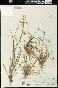 Luzula campestris var. oahuensis image
