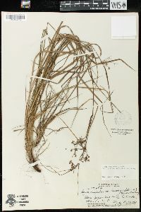 Luzula hawaiiensis image
