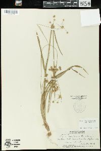 Luzula hawaiiensis var. hawaiiensis image