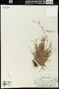 Luzula hawaiiensis image