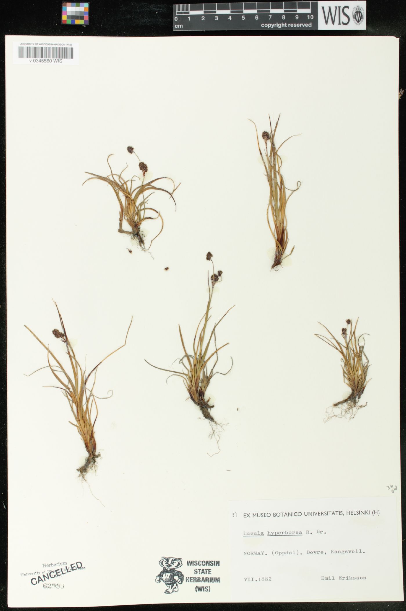 Luzula confusa image