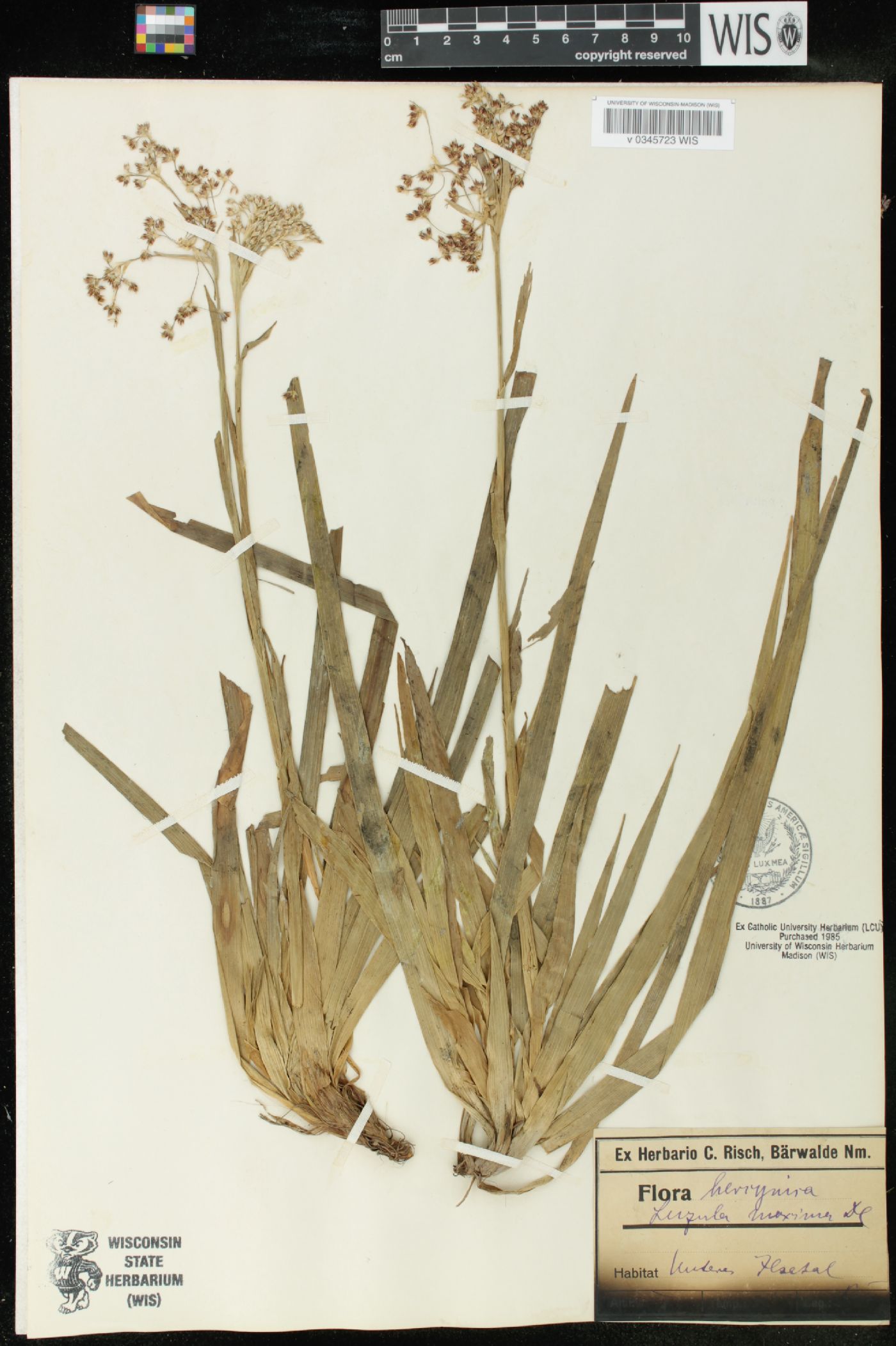 Luzula sylvatica subsp. sylvatica image