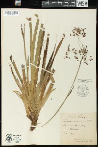 Luzula sylvatica subsp. sylvatica image