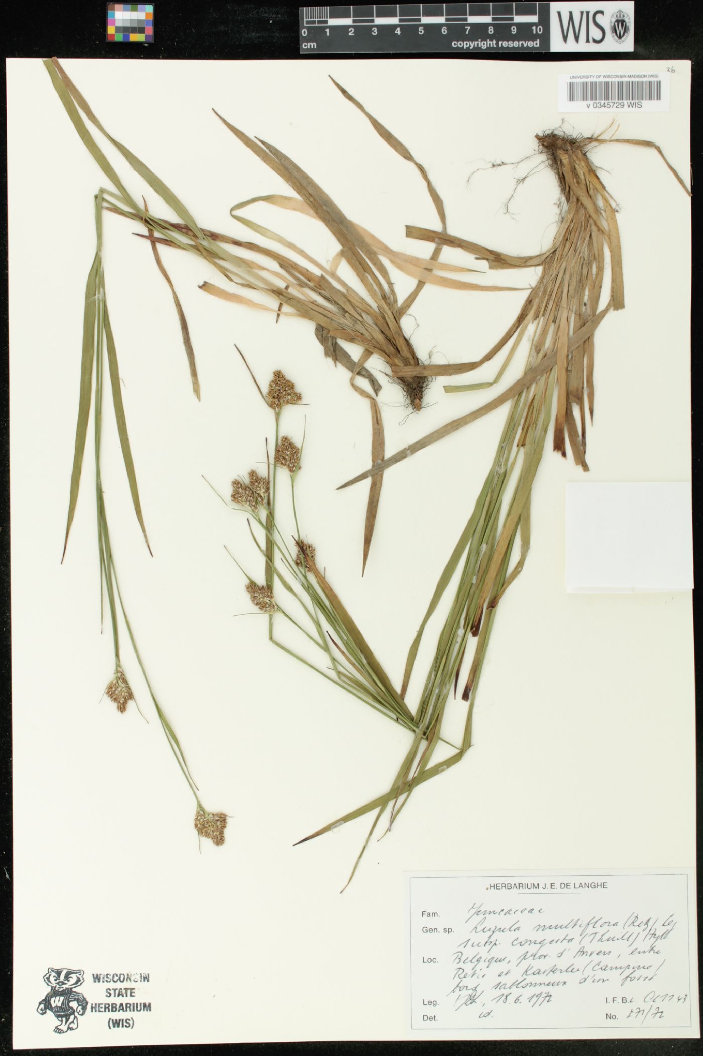 Luzula multiflora subsp. congesta image