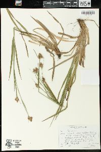 Luzula multiflora image