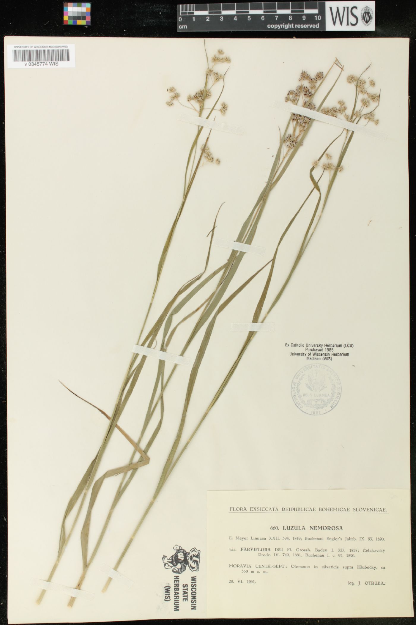 Luzula luzuloides subsp. luzuloides image