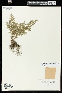 Selaginella pallescens image