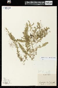 Selaginella diffusa image
