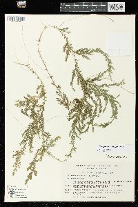 Selaginella stellata image