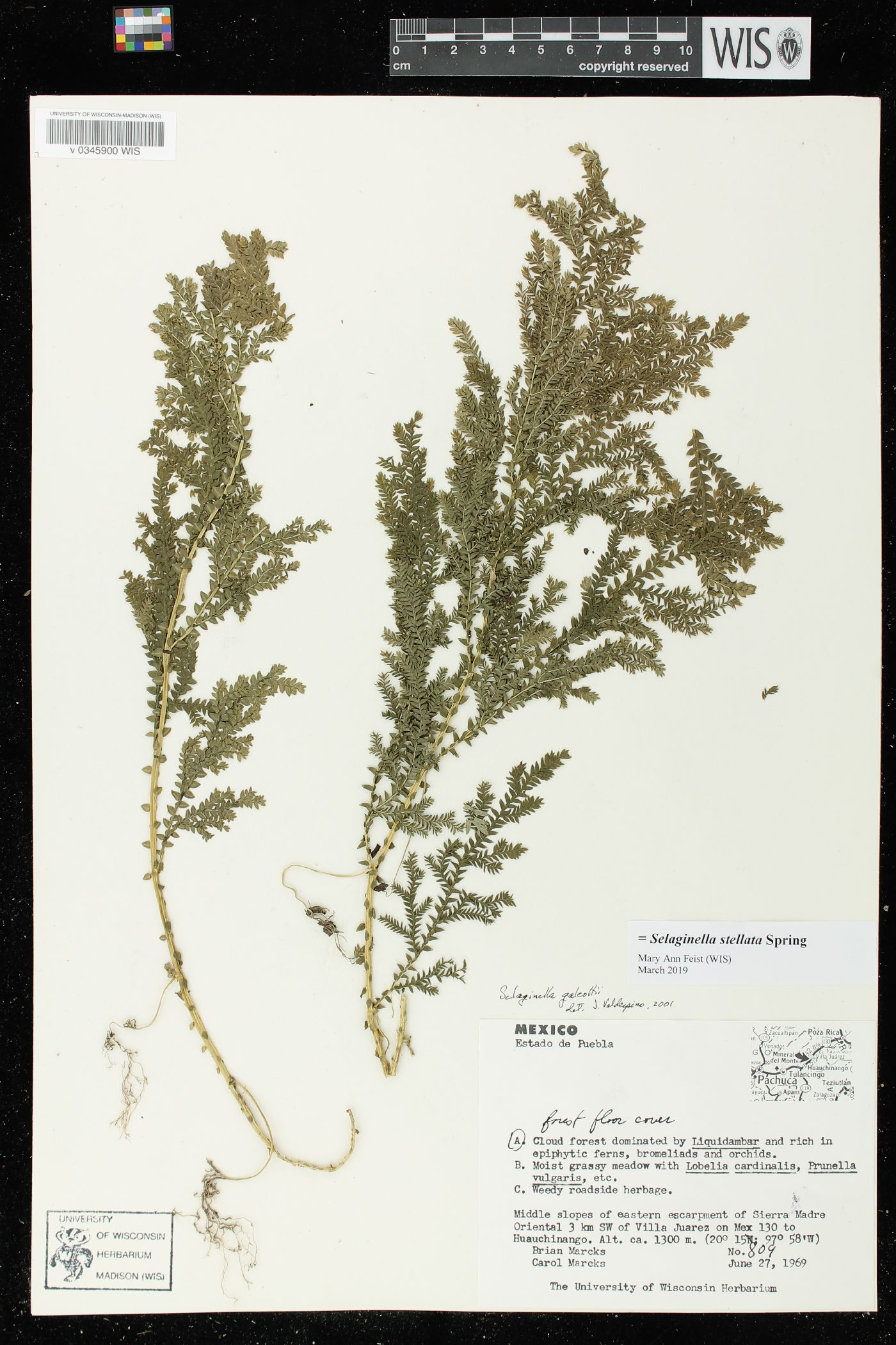 Selaginella stellata image