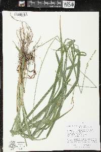 Carex sparganioides image