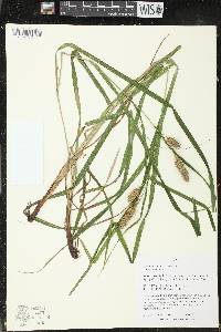 Carex typhina image