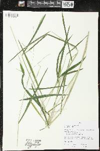 Leersia virginica image