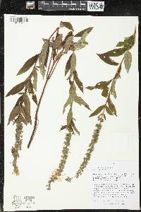 Teucrium canadense var. canadense image