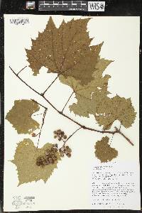 Vitis riparia image