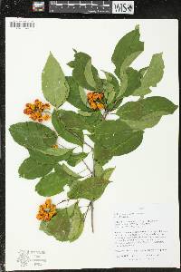 Celastrus scandens image